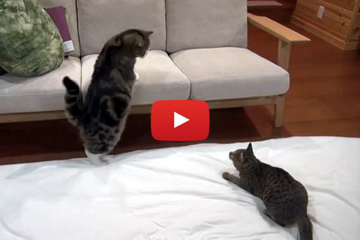 Hana: Play With Me Maru!