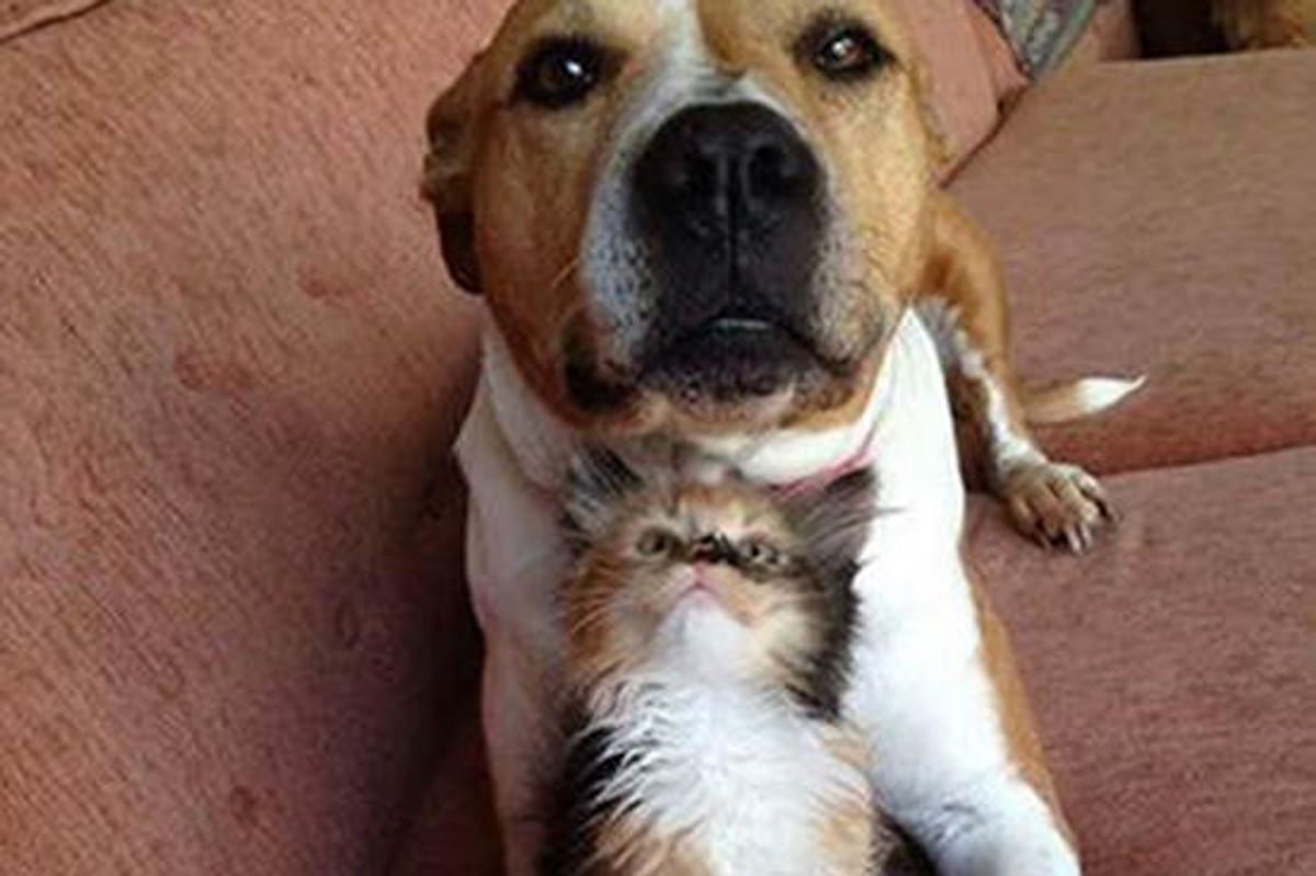 Foster Kitten Thinks She's A Dog