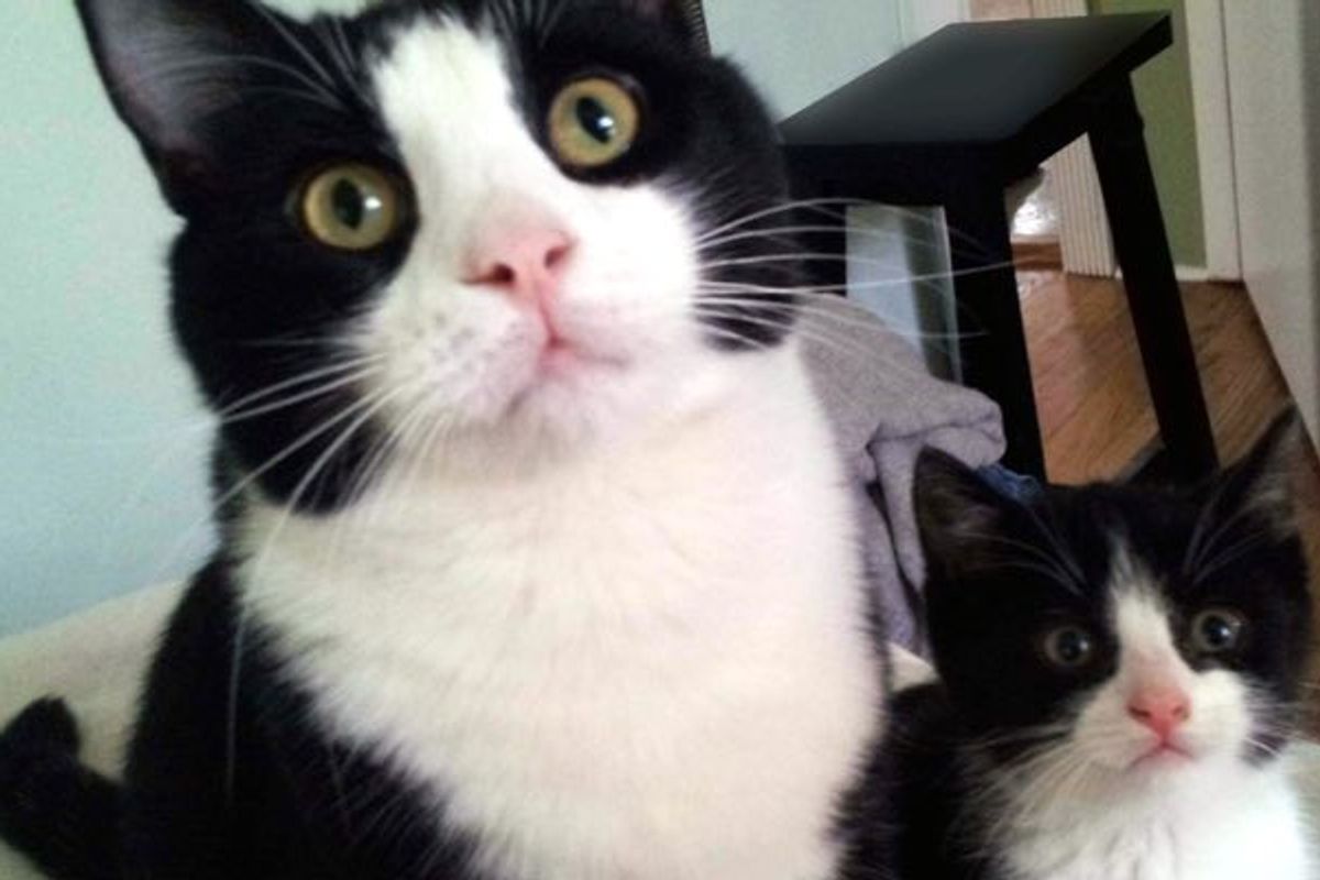 Adopted Cat Finds His Mini Me