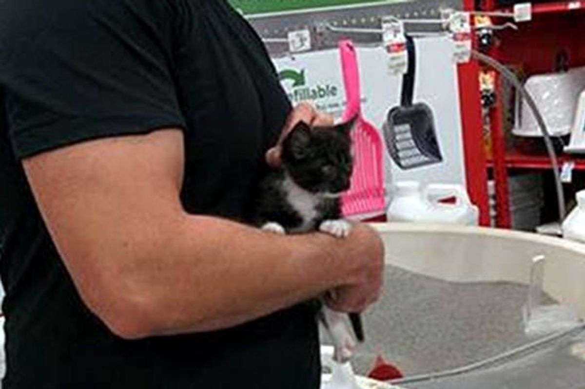 Man Saves Kitten Trapped In Drain Hole Of Dumpster