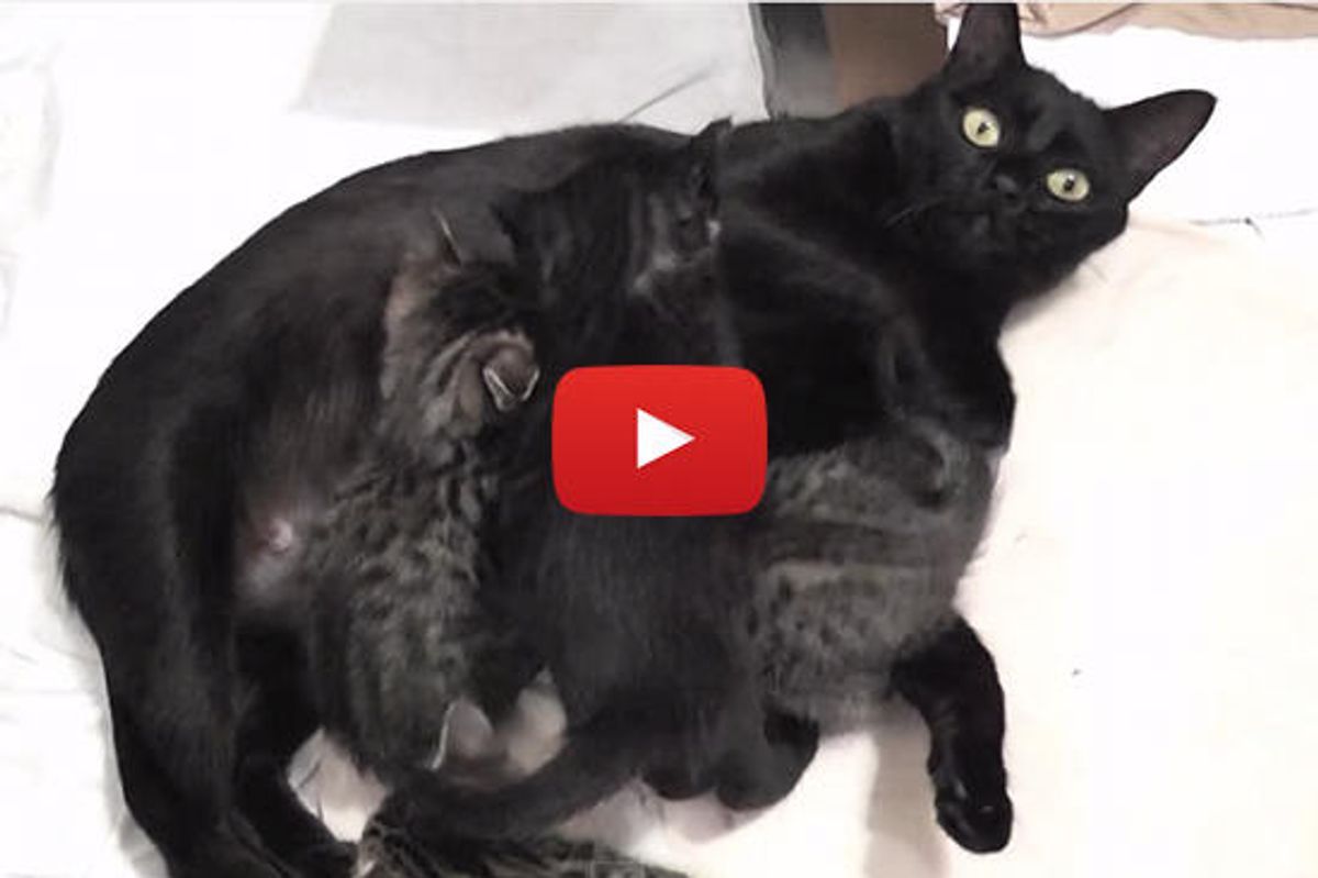 Kitty Cate Talks To Her Kittens