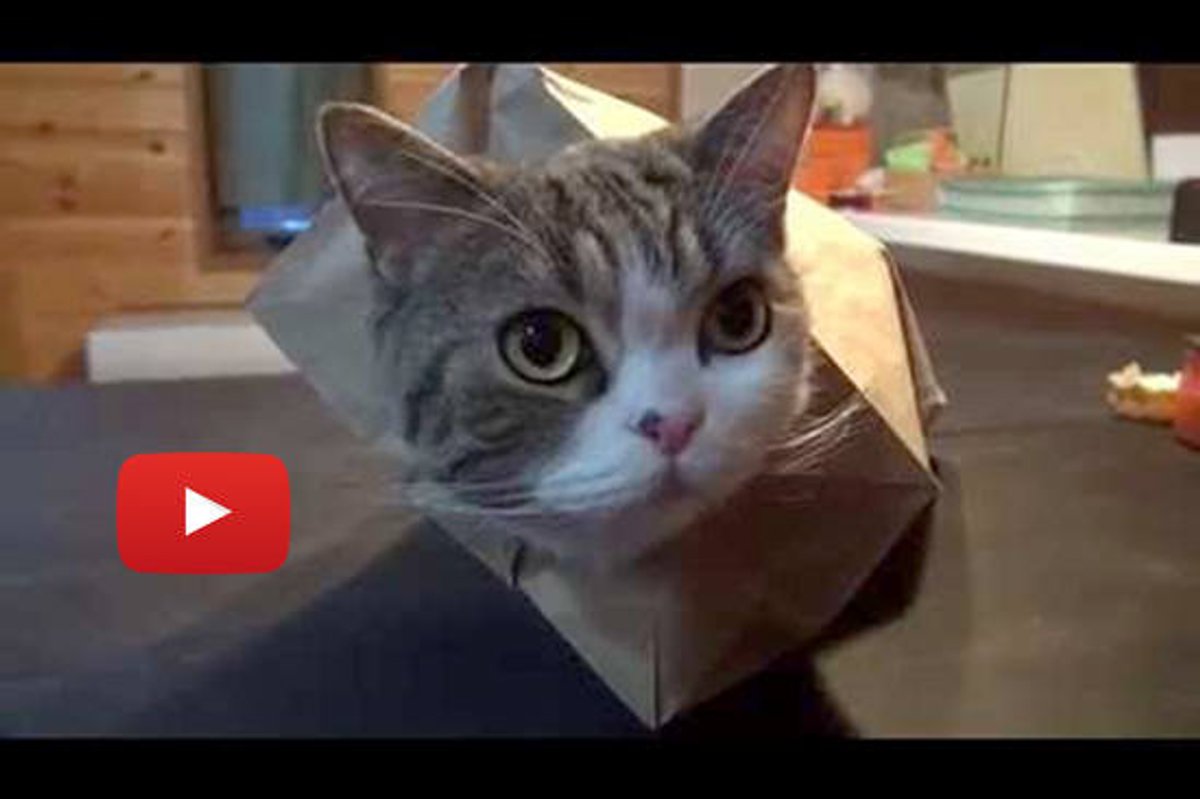 Maru In The Bag