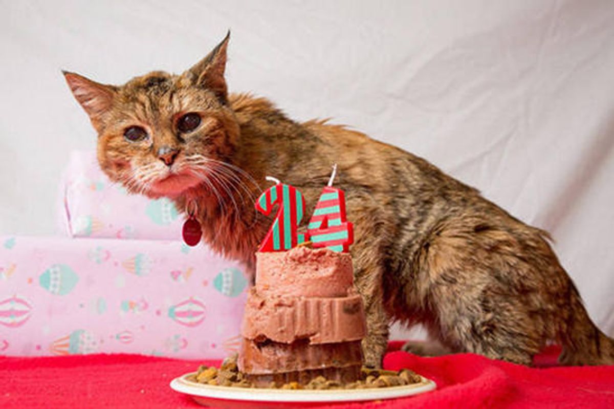 Poppy Crowned The World's Oldest Living Cat At 24