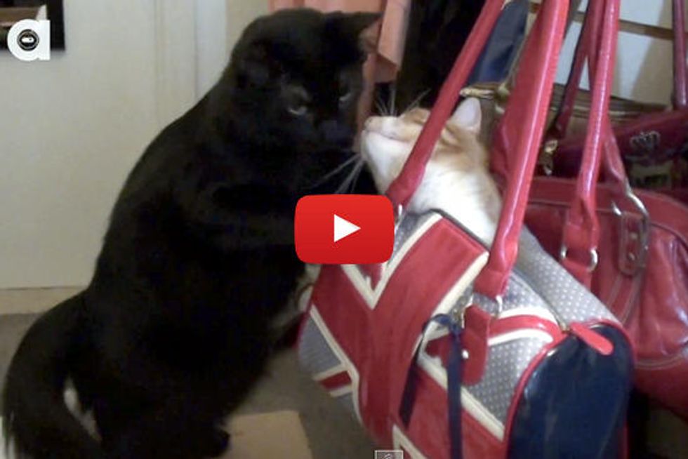 Cats in Bags