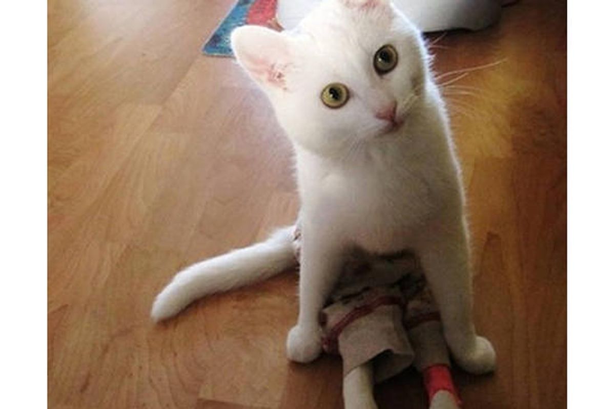 Yoga The Cat: Truly Special!