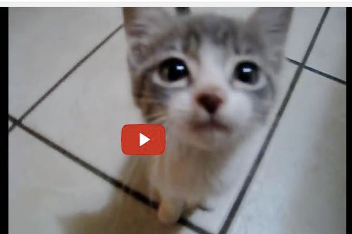 Three Kitties! Lots of Meowwwwwwww!