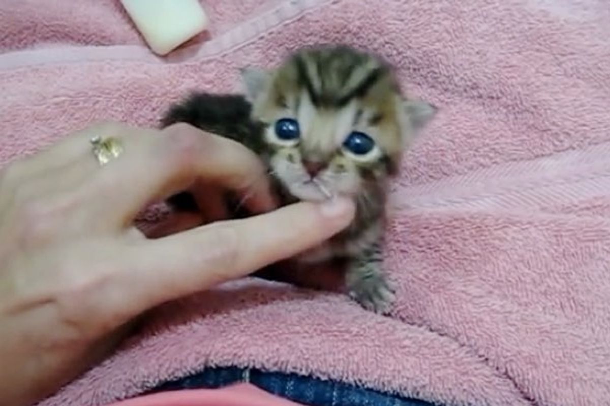 Tiny Squeaky Baby Trying to Meow