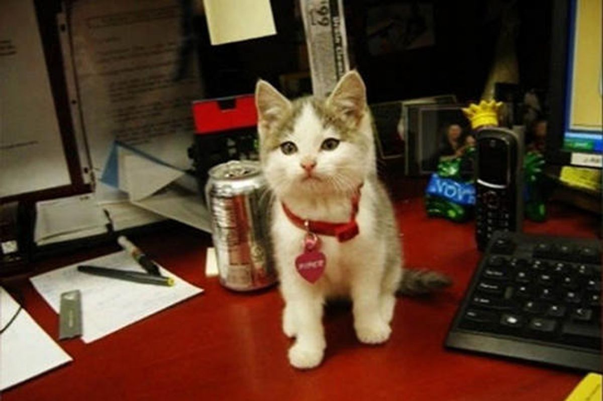 Piper The Cat And Her Rescue Journey