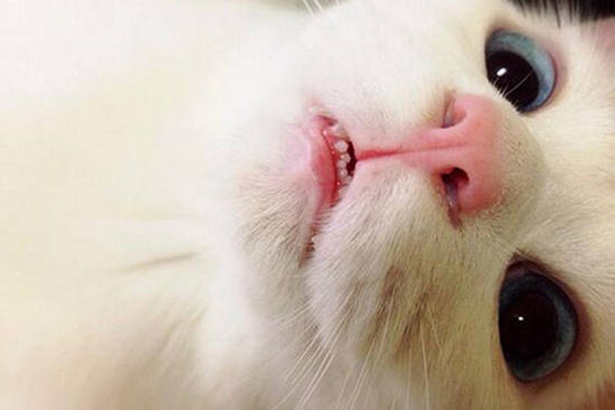 I Can Has Your Attention Mew?