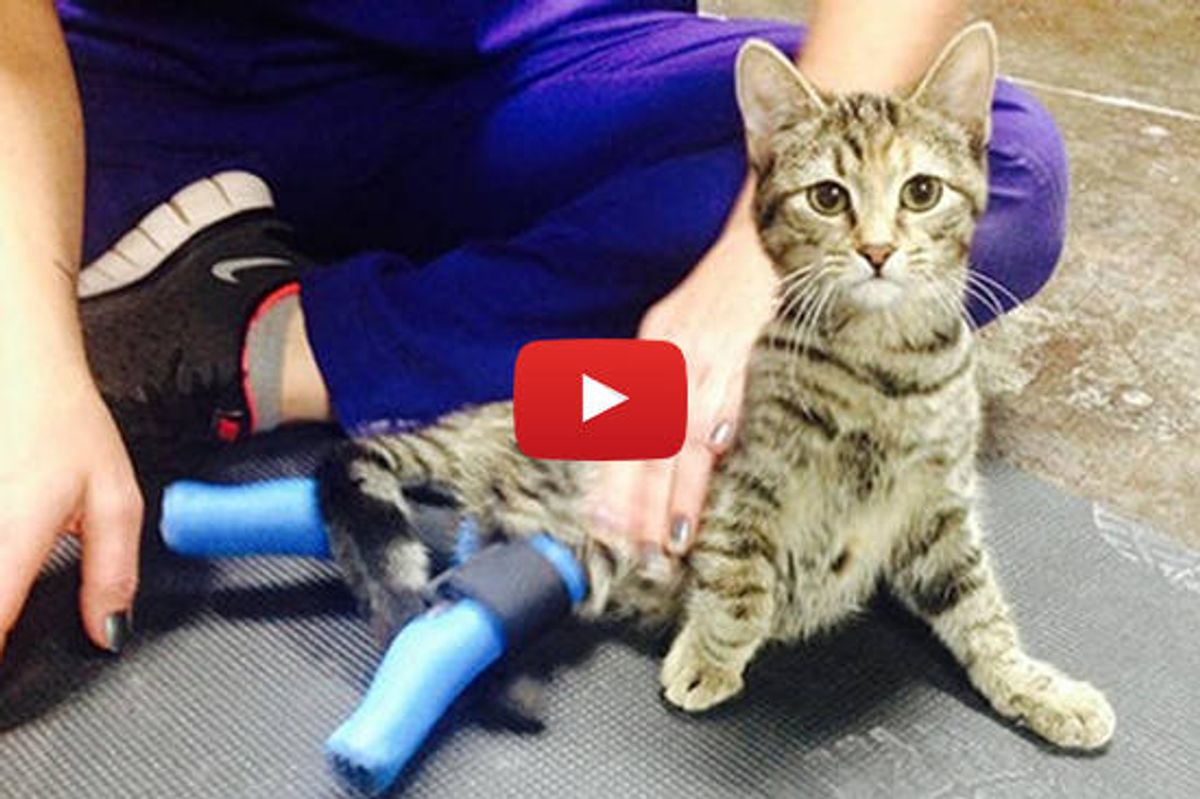 Boots The Ninja Cat With Only Two Paws