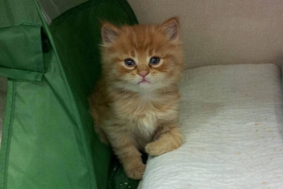 Shelter Kitty Chooses His Human