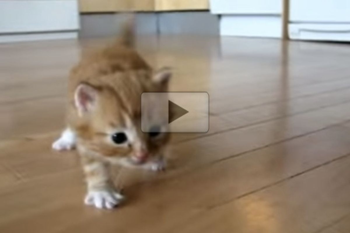 Kitten Practices Walking