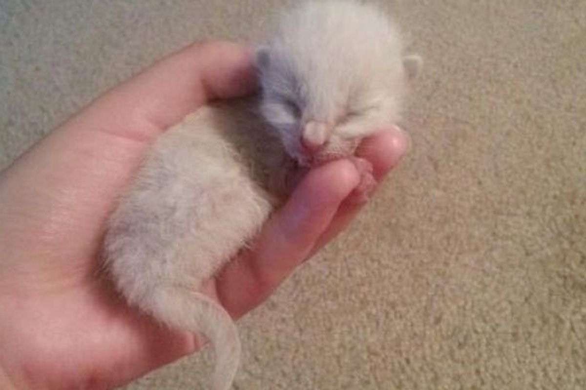 Orphaned Kitten Rescued from Highway, Then And Now