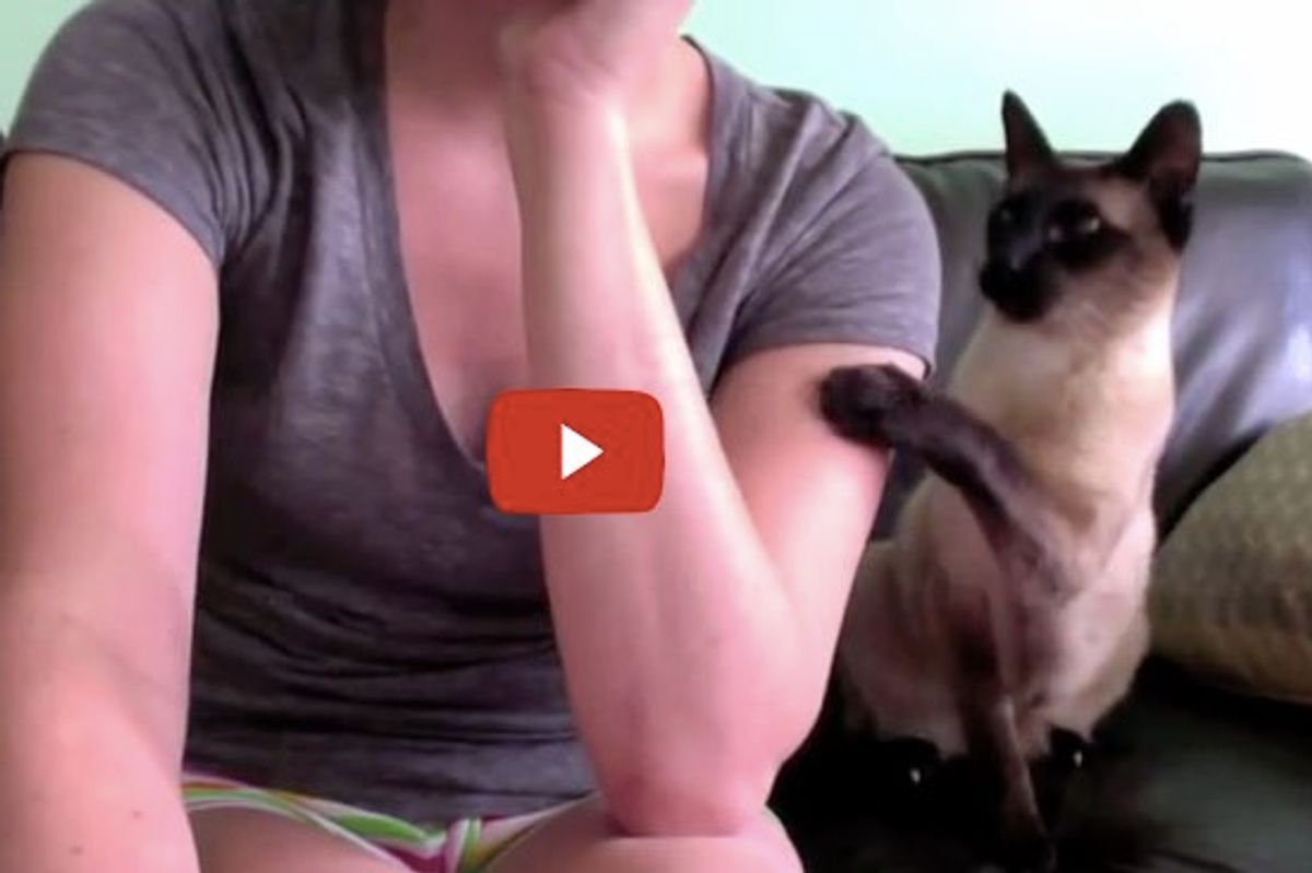This is What It's Like to Work from Home With a Siamese Cat Around