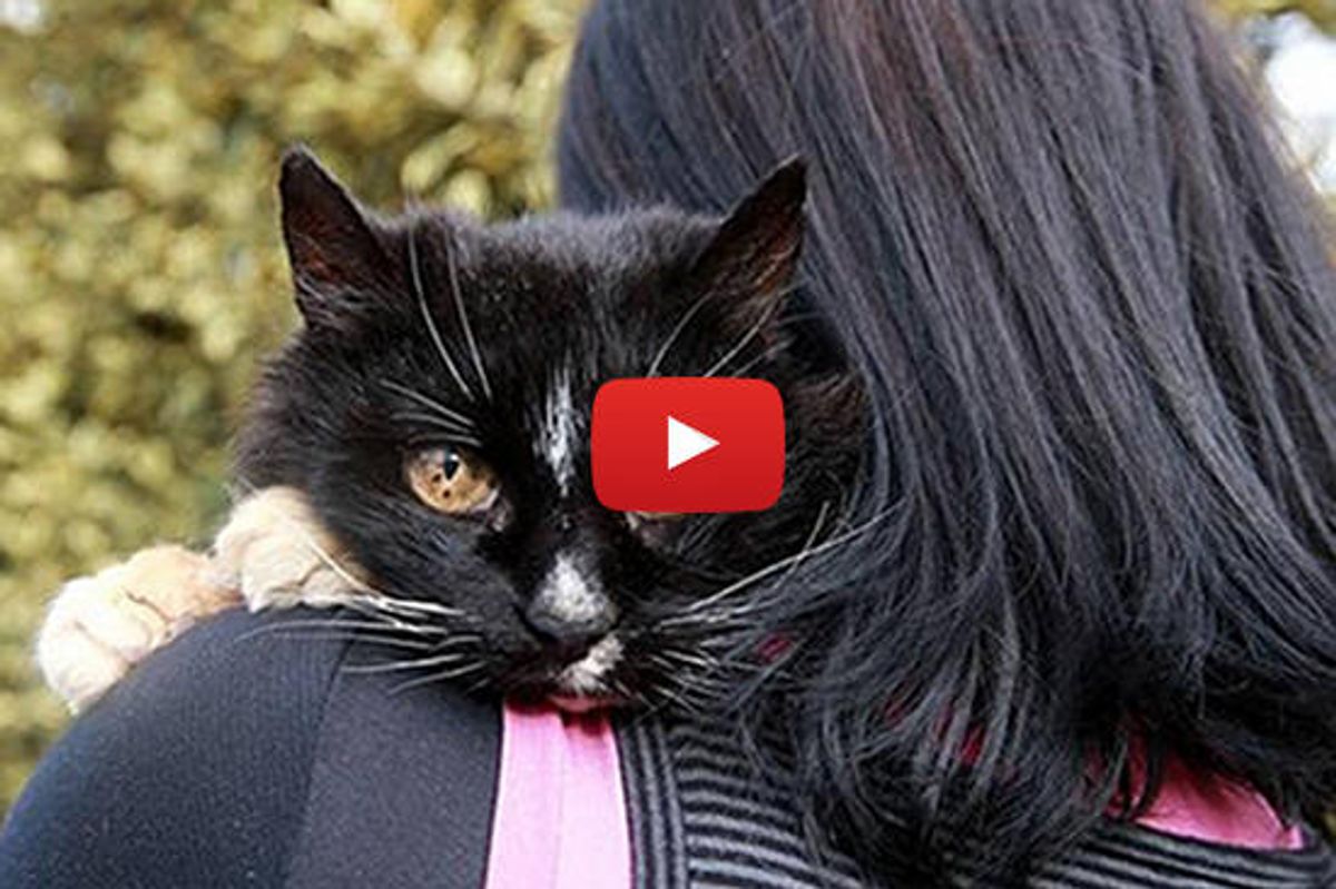 Missing Cat's Miracle Return After 13 Years