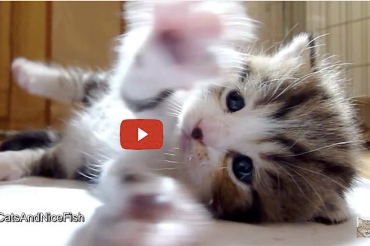This Fluffy Kitty is Clapping Those Whappy Paws to His Audience!