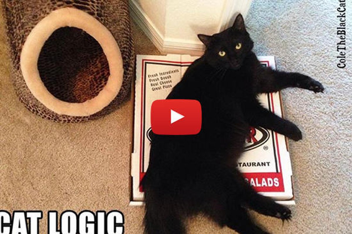 13 Things My Black Cat's Good At...