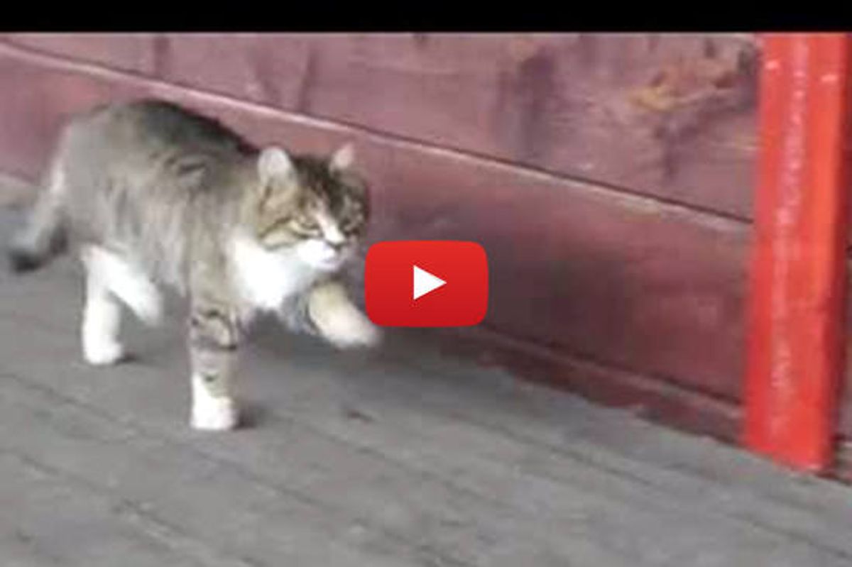 Cat Trots Like A Horse