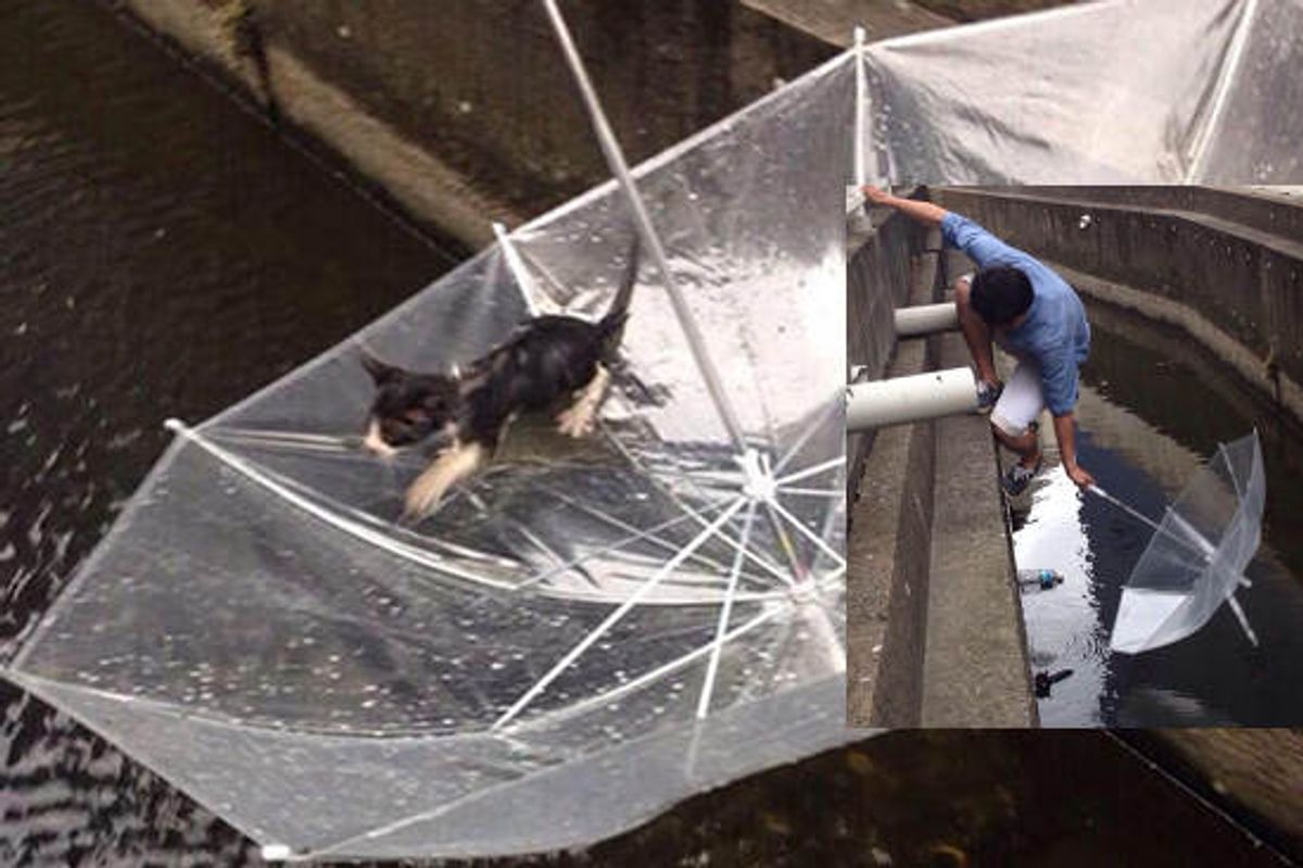 Heroic Rescue: Young Man Saves Kitten From Roadside Canal