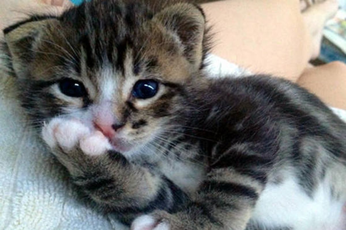 Oliver Feral Kitten Found In Wood Pile: Then & Now