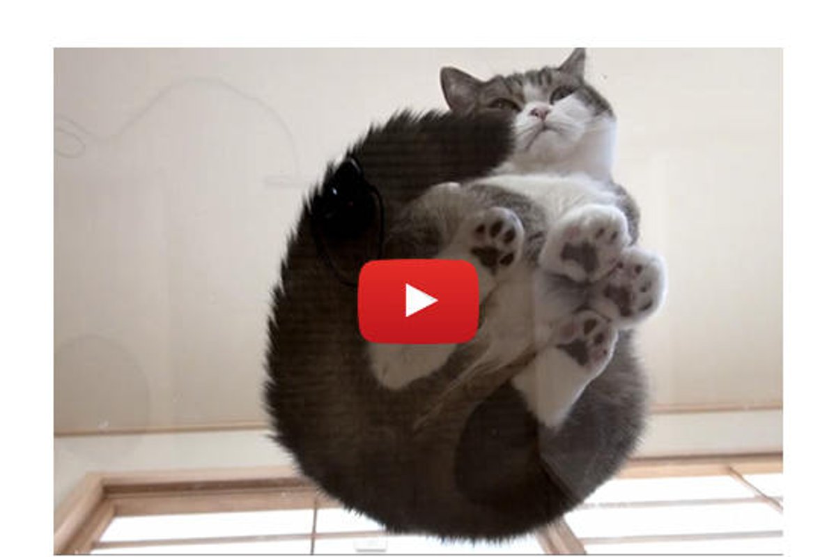 Watch Maru & Hana From Below