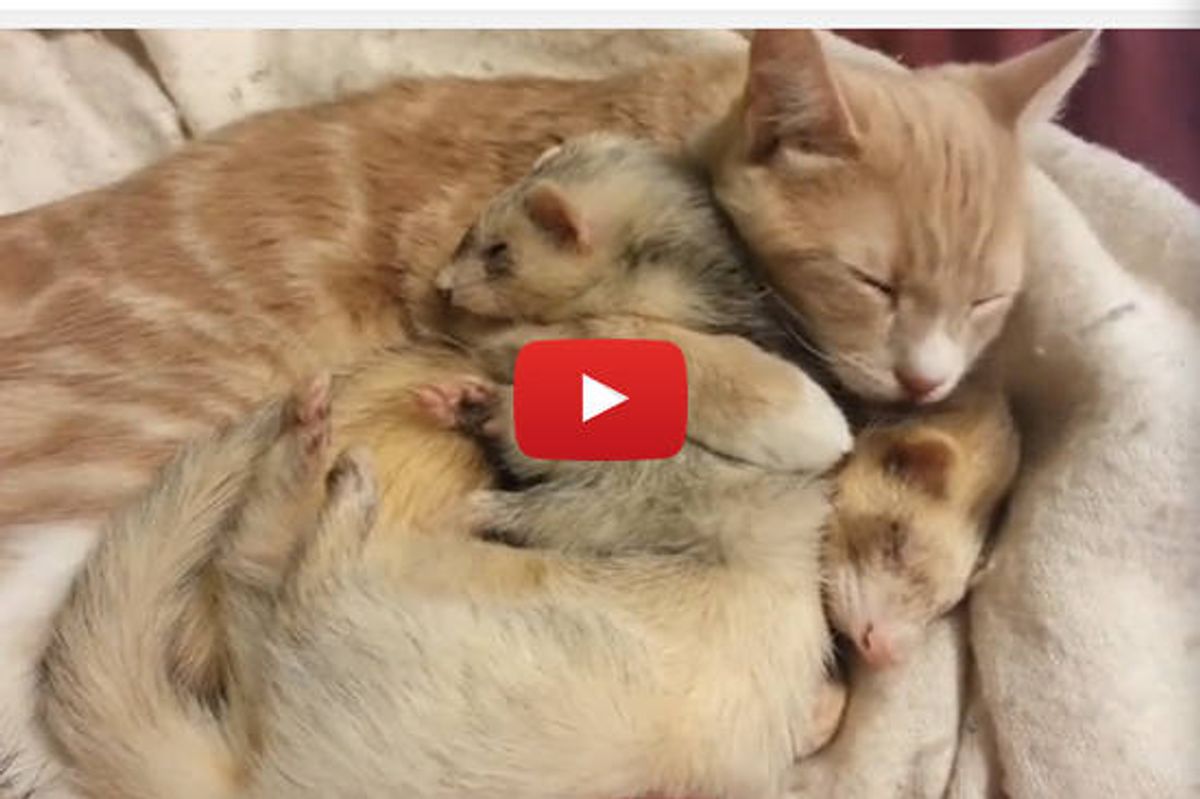 Cat Giving Ferrets A Bath