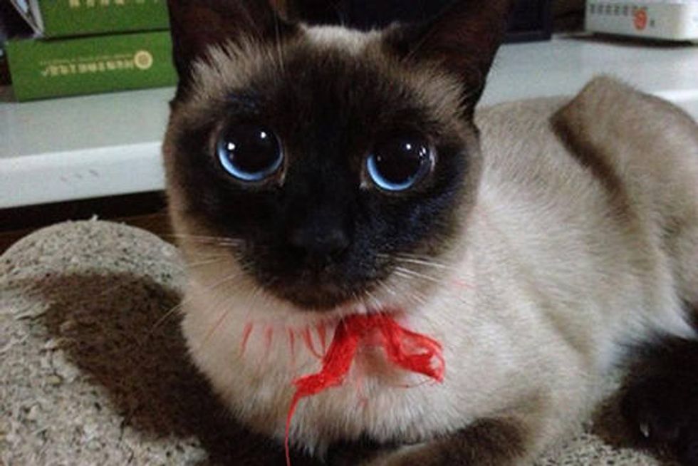 Bootsy The Cat With Anime Eyes