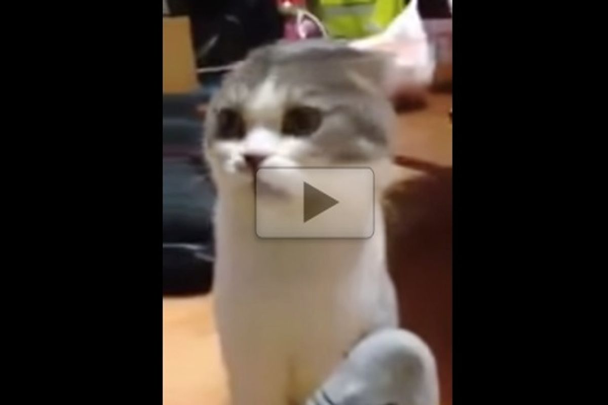 Cat Sniffing Socks