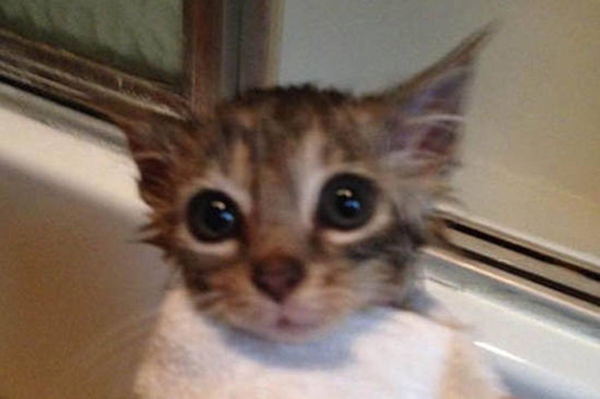 Peeps The Special Kitty