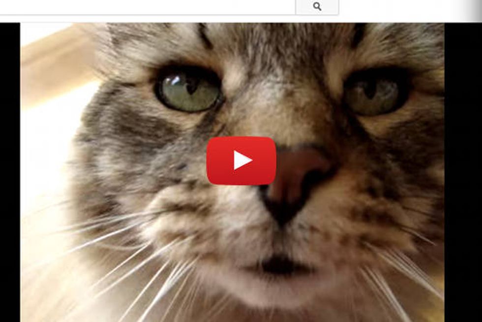 Chatty Maine Coon Cat