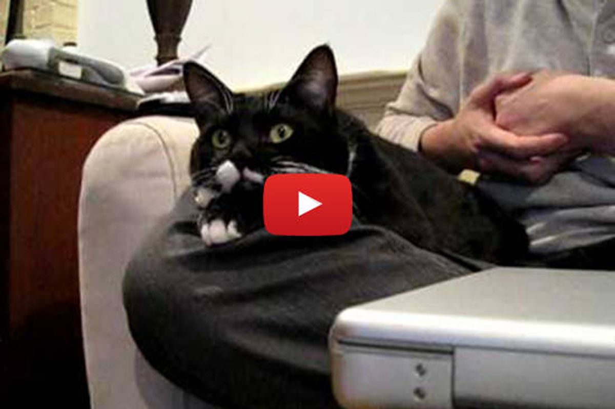 Waldorf The Cat Watches Discovery Channel With His Humans