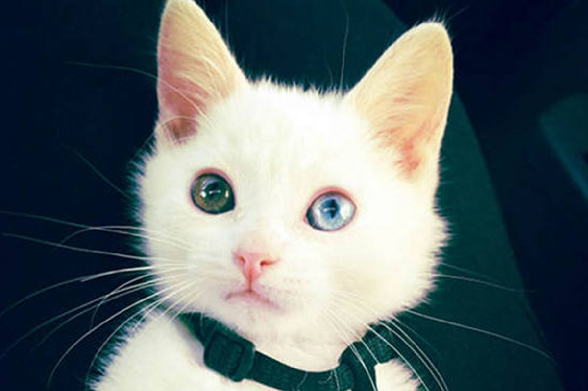 Sparrow The Odd Eyed Cat