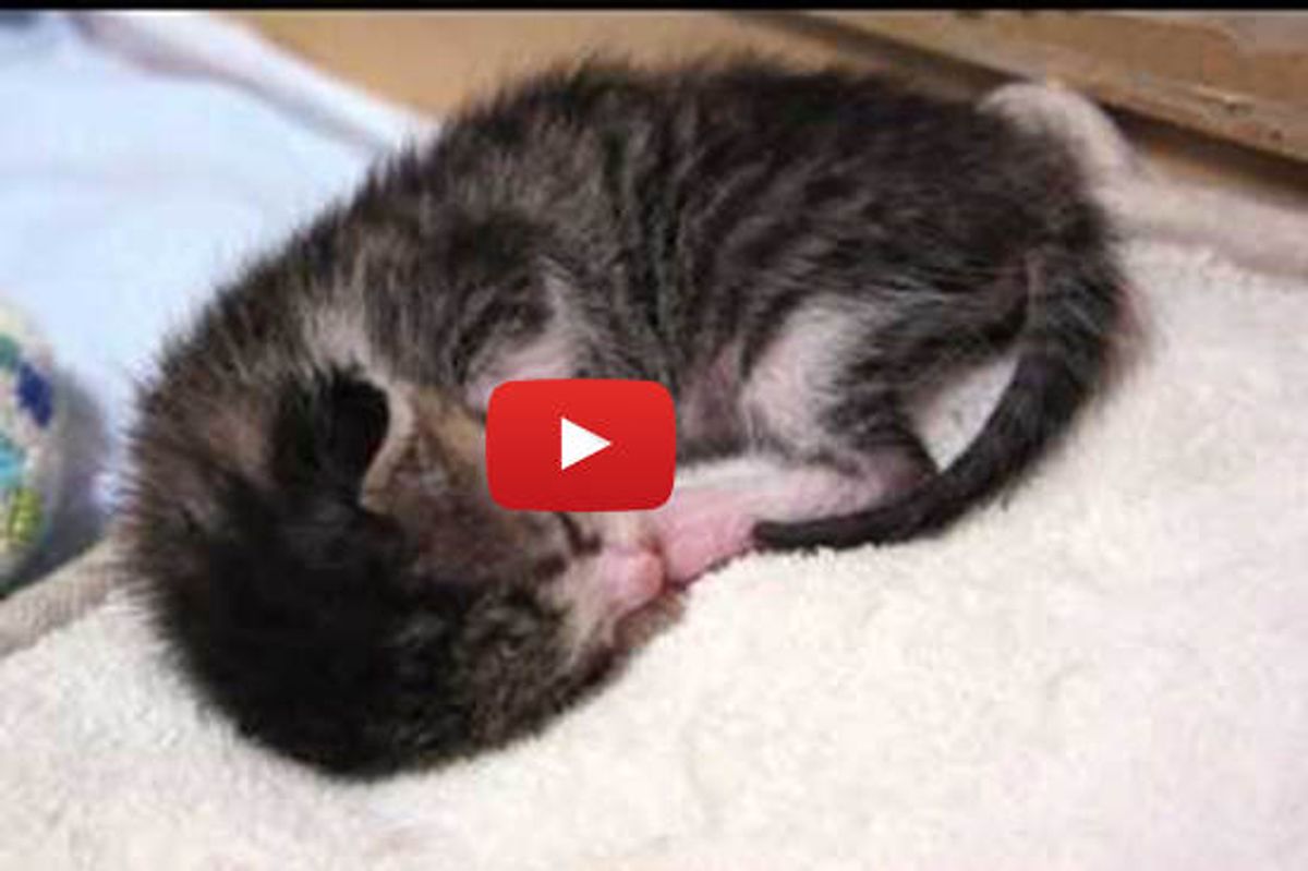 Sleep Talking Kitten