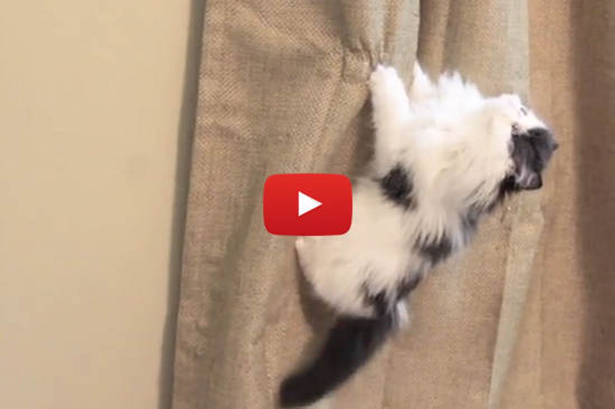 Kitten Climbs Like a Monkey