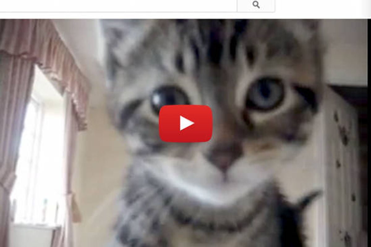 Kitten Wants To Play At 6AM