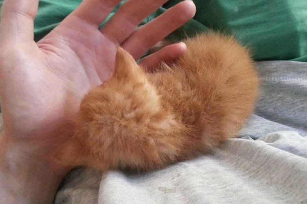 Story of Gotham The Cat