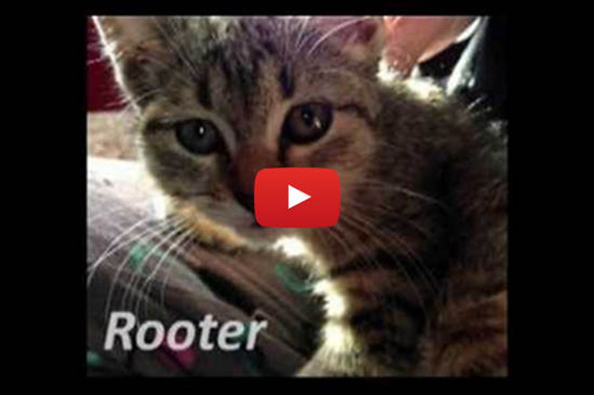 Tiny Kitten Rescued from Drain Pipe