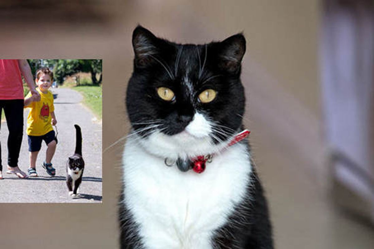 Caring Cat Walks Three-year-old Boy To School To Ease Anxiety