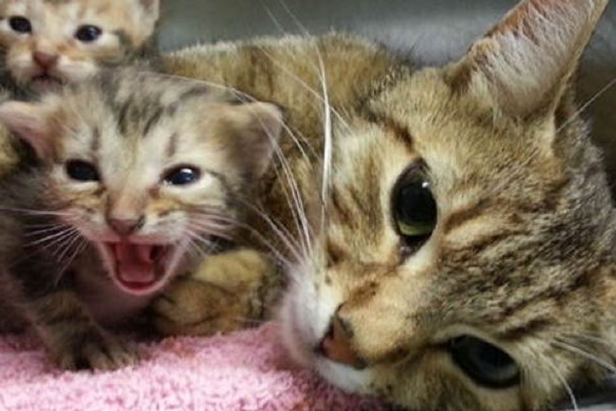 Cat Mama Partially Paralyzed Continues to Give Her Babies Unconditional Love