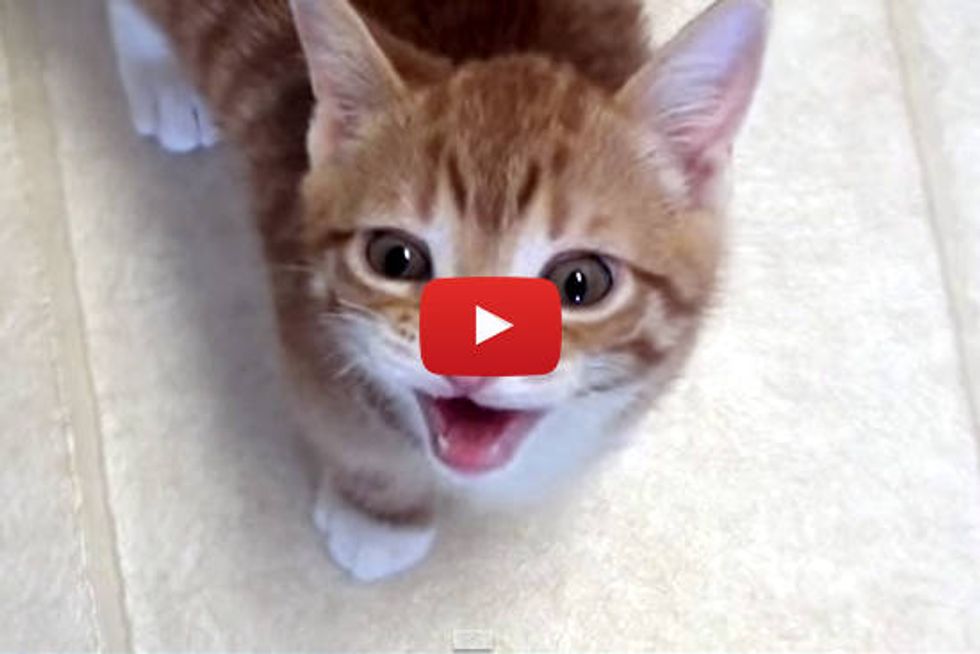 Cats with Sound Effects!