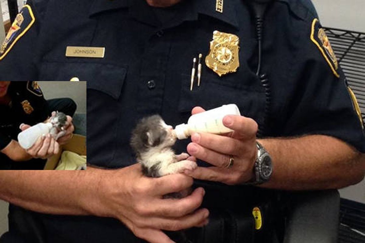 Police Officers Rescued Kittens And Are Caring For Them