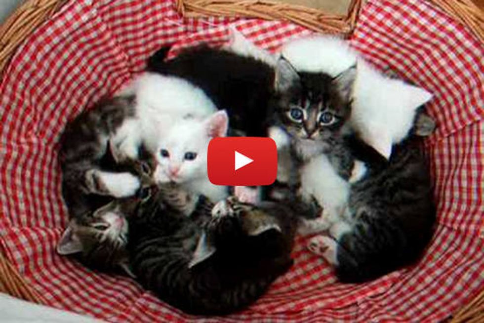 Foster Kittens Cuddling In A Puddle