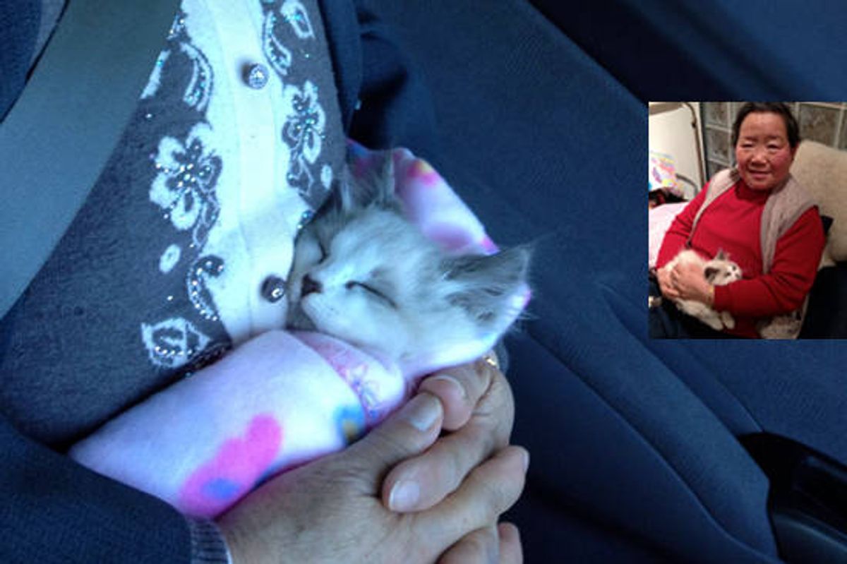 Grandma And Her Kitten