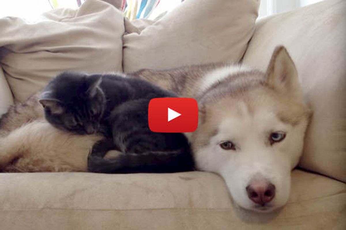 Warm Bed For A Cat = Sleepy Husky