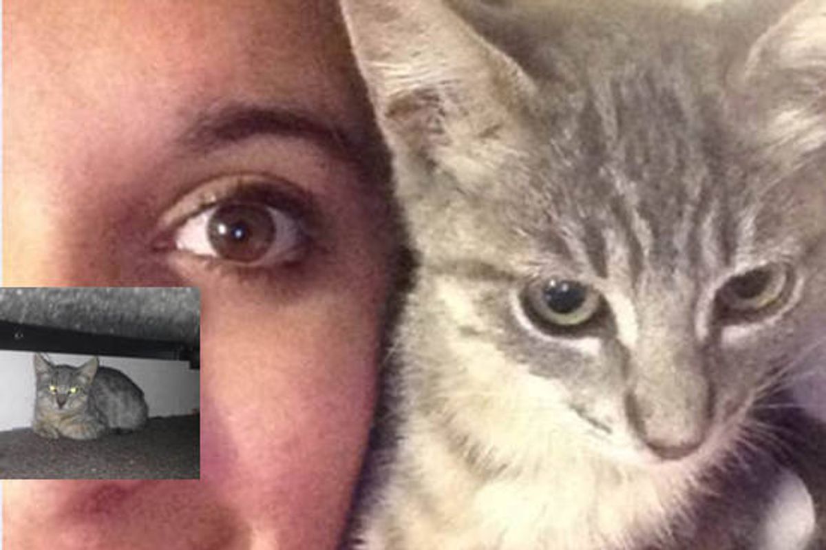 Feral Cat Found Trust & Love