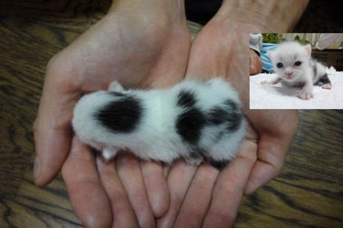 Little Cow Kitty's Rescue Journey from Baby to Cat