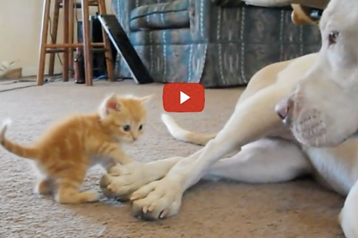 Little Bitty Kitten And Gentle Big Dog