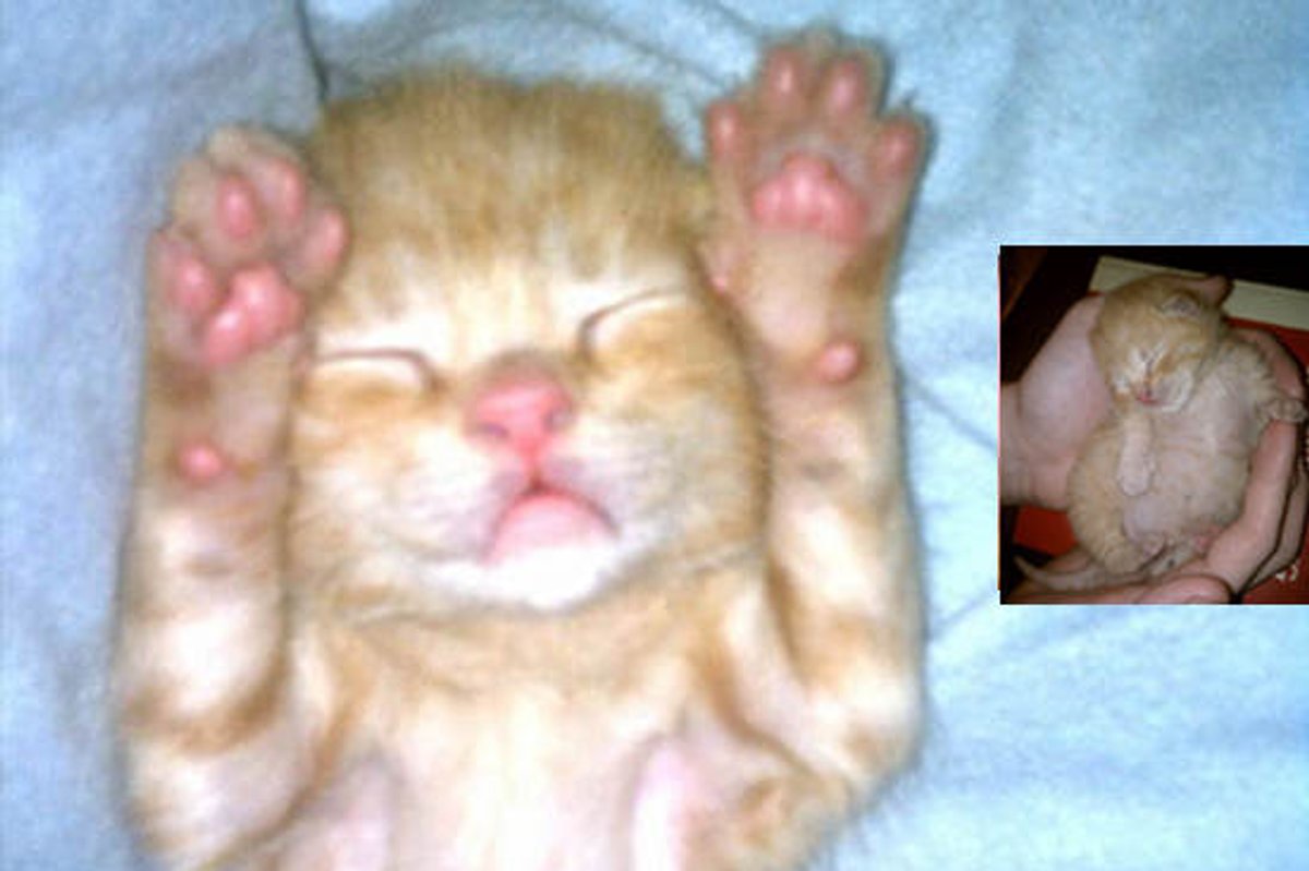 Oliver The Rescue Ginger Cat: Then & Now