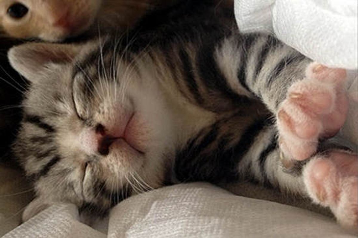 What Fostering Feels Like. Meet Charles Xavier The Kitten