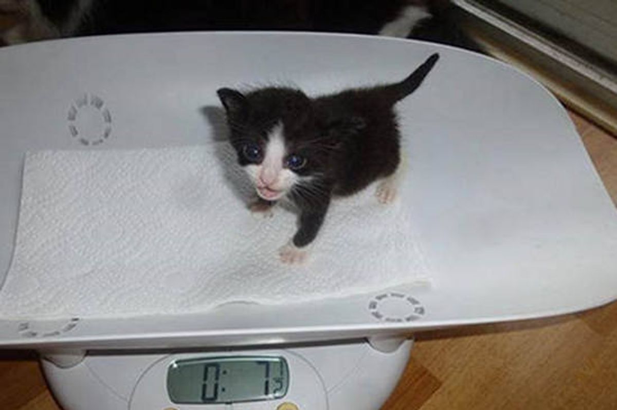 Riley The Miracle Rescue Kitten